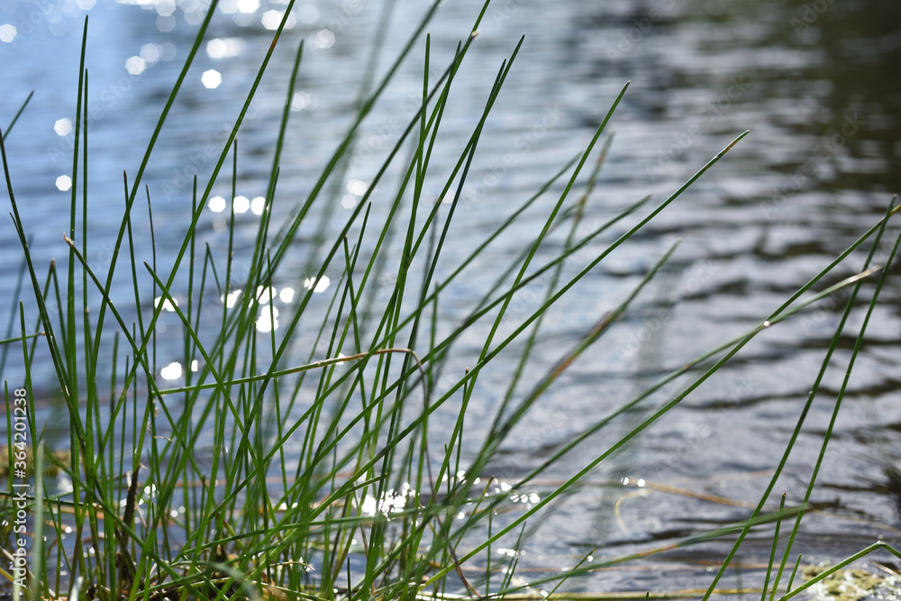 Obraz premium Detail of river reeds on the water with flashes of sunlight on the wild bank.
