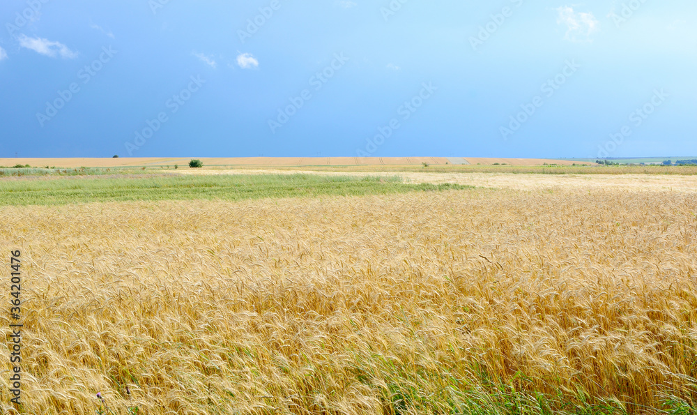 Field of ripe wheat against the sky