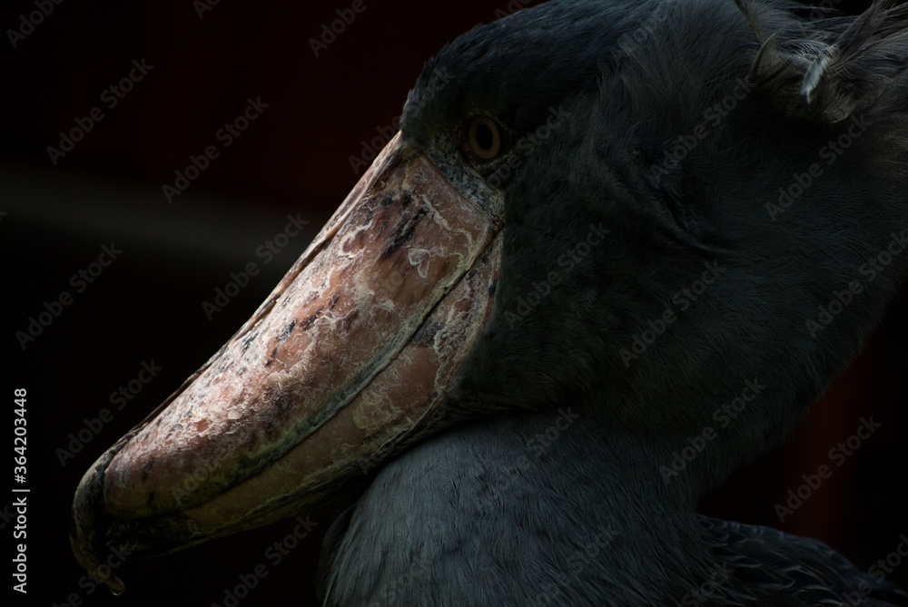 花鳥圖5 Www Yakamapower Com