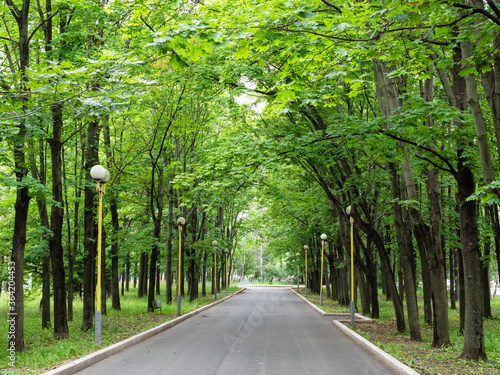 green maple alley in park in Moscow city on summer day