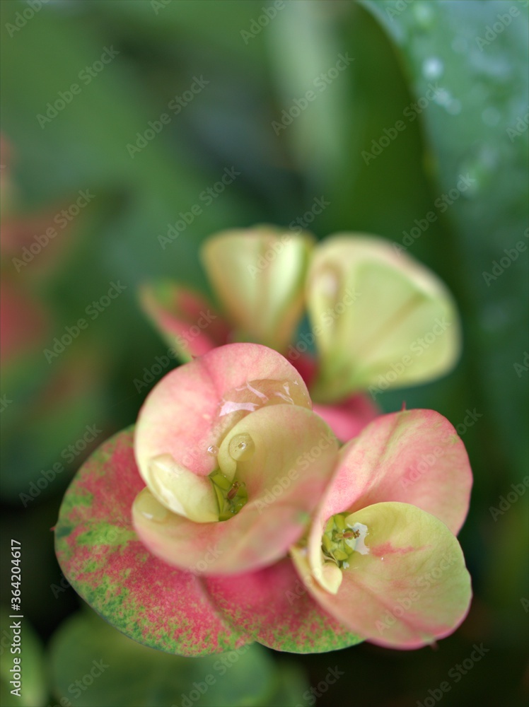 Closeup drops of water on pink petals crown of thorns flowers plants in garden with blurred background ,macro image ,sweet color for card design ,soft focus, water droplets on pink petals Closeup drops of water on pink petals crown of thorns flowers plants in garden with blurred background ,macro image ,sweet color for card design ,soft focus, water droplets on pink petals