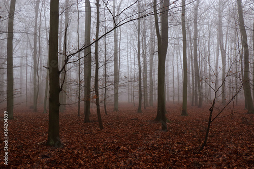 Autumn beech forest in the fog.