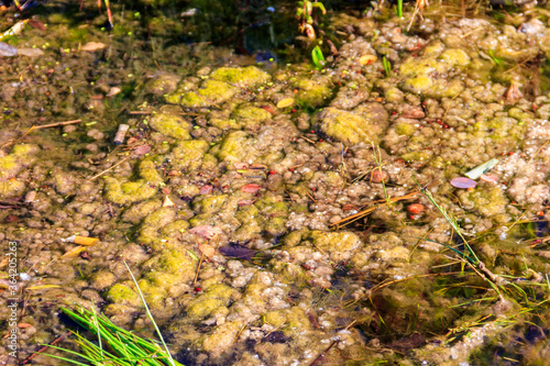 Green algae in water. Water pollution. Ecological problem