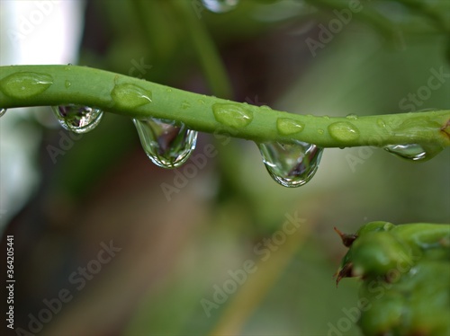 Closeup water droplets on green leaf of plant in nature with blurred background ,dew drops and macro image ,water drops on a green leaves , rain drops in forest for card design