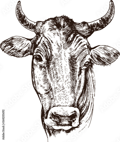 Hand drawn cow head, isolated on white, vector illustration