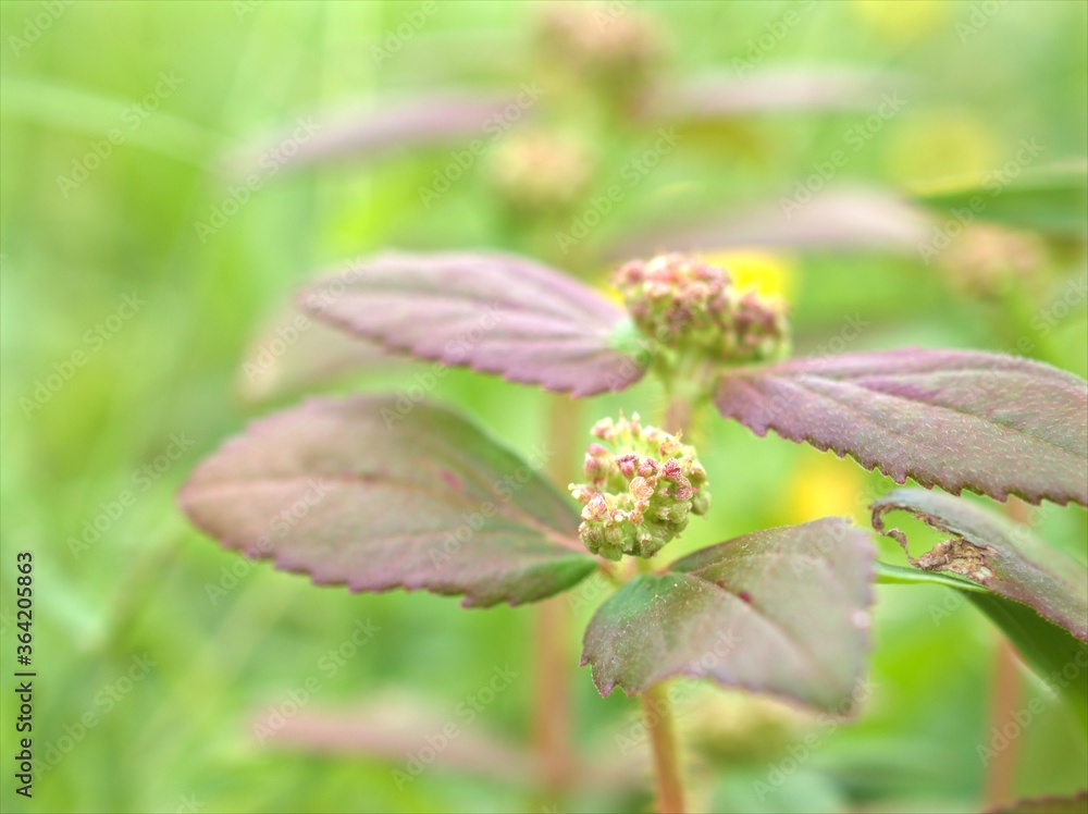 Closeup beautiful green leaf sweet color of herb Asthma-plant in garden with blurred background ,macro image and bright ,nature leaves for card design Closeup beautiful green leaf sweet color of herb Asthma-plant in garden with blurred background ,macro image and bright ,nature leaves for card design