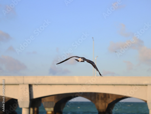 A Seagull flying over Progreso's Port Beach