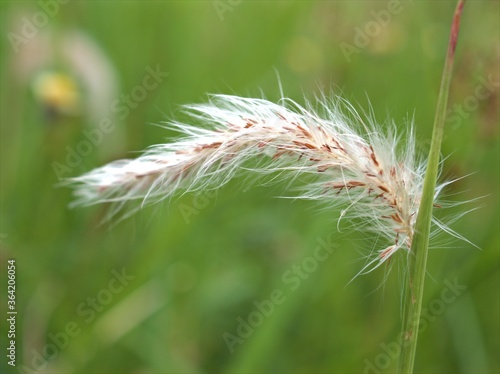 Closeup white Fountain grass ( Pennisetum pedicellatum) plants in garden with green blurred background ,macro image ,close up of dandelion, soft focus for card design