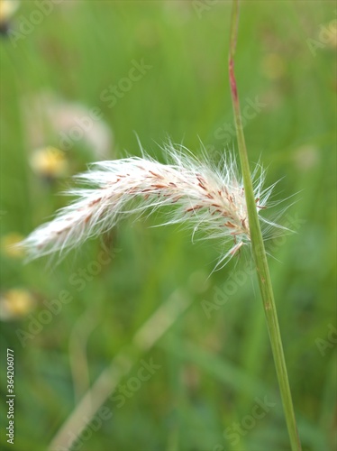 Closeup white Fountain grass ( Pennisetum pedicellatum) plants in garden with green blurred background ,macro image ,close up of dandelion, soft focus for card design 