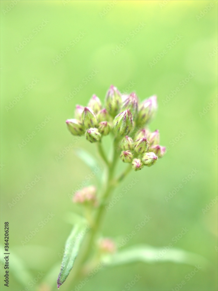 Obraz premium Closeup beautiful purple bud flowers plants in garden with blurred background ,sweet color for card design ,macro image and blurred ,wild flowers in the garden