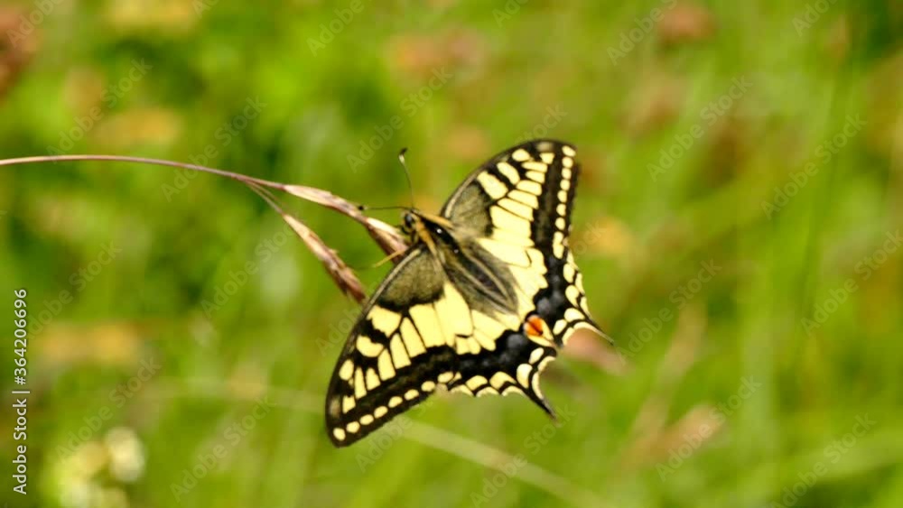 swallowtail butterfly sitting on a grass swallowtail butterfly sitting on a grass