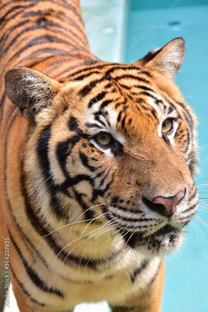Naklejka premium The face with the wound of a female Bengal tiger