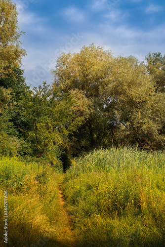 A path in the thickets of reeds and grass that goes into the forest