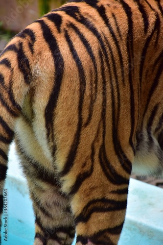 Female bengal tiger tail  View from the back