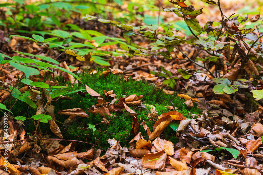 Beautiful green moss covered with autumn leaves of trees Beautiful green moss covered with autumn leaves of trees