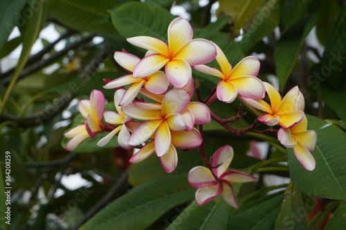 White and yellow flowers. Cambodia flower in the garden. Bali.
