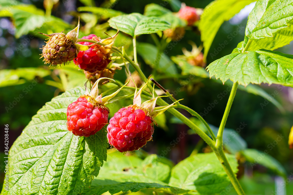 Brush of Red Raspberries in the Garden Brush of Red Raspberries in the Garden