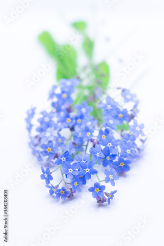 Bouquet of tender little forget-me-nots  Myosotis  on white. Lots of blue spring flowers