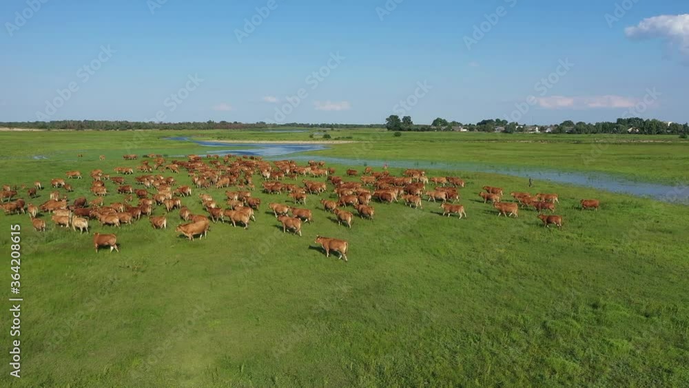 Aerial view of the herd of cows at green meadow near with river. Houses and trees in the background. A herd of cows came to a watering hole on the river. Green meadow, a lot of grazing cows
Aerial view of the herd of cows at green meadow near with river. Houses and trees in the background. A herd of cows came to a watering hole on the river. Green meadow, a lot of grazing cows