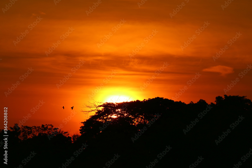 The Bright Sun Rising Up Behind Treetop with a Pair of Flying Bird