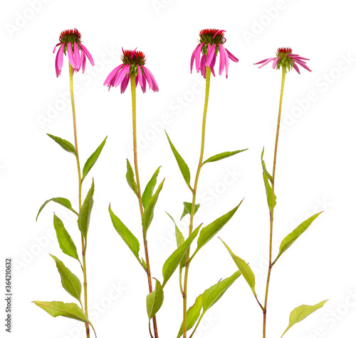 Echinacea purpurea or eastern purple coneflower, purple coneflower, hedgehog coneflower, or echinacea isolated