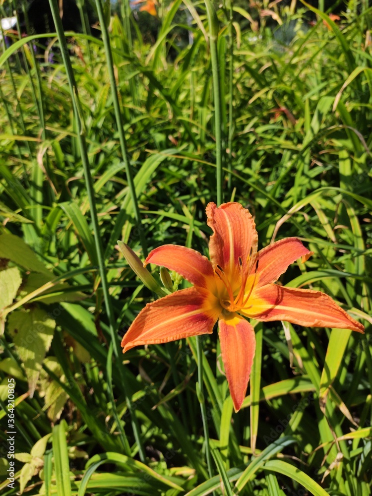 orange tiger lily orange tiger lily