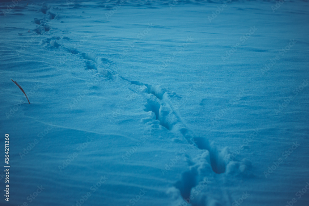 Naklejka premium Winter nature