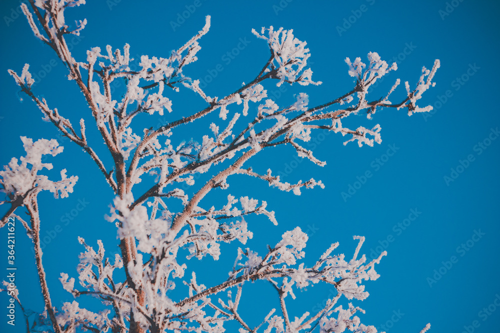 Winter nature Winter nature