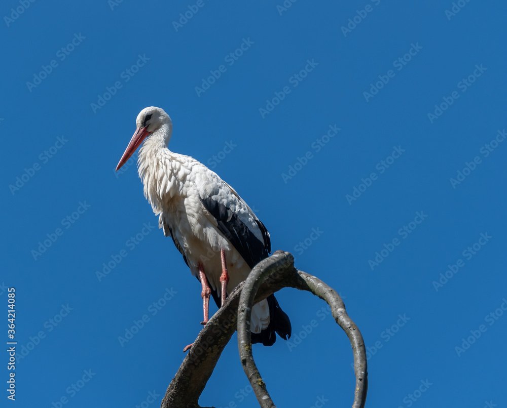 Storch vor blauem Himmel auf Baum Storch vor blauem Himmel auf Baum
