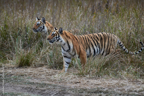 Fototapeta Naklejka Na Ścianę i Meble -  Tiger from Jim Corbett national park India