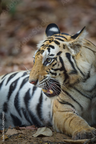 Fototapeta Naklejka Na Ścianę i Meble -  Tiger from bandhavgarh national park India,