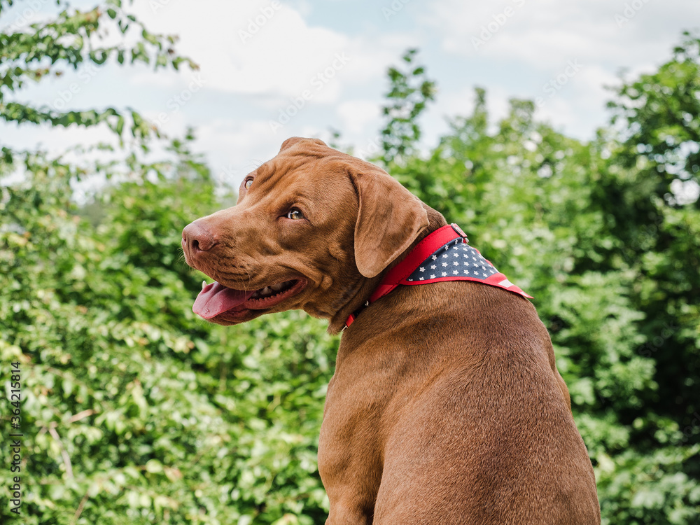 Lovable, pretty puppy of chocolate color. Close-up, outdoor. Day light. Concept of care, education, obedience training, raising pets