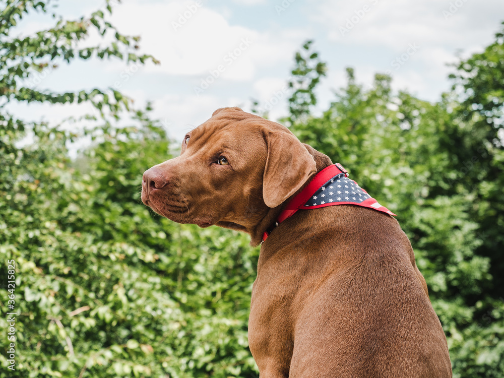 Lovable, pretty puppy of chocolate color. Close-up, outdoor. Day light. Concept of care, education, obedience training, raising pets Lovable, pretty puppy of chocolate color. Close-up, outdoor. Day light. Concept of care, education, obedience training, raising pets