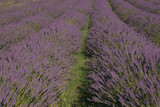 Lavender field in Provence in the summer season, France