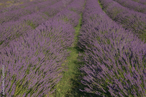 Lavender field in Provence in the summer season  France
