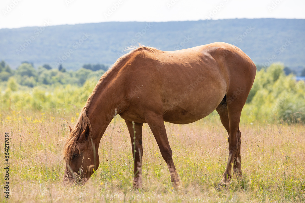horse eats grass in the meadow horse eats grass in the meadow