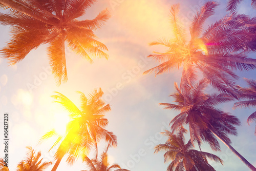 Odbitkowa przestrzeń tropikalny drzewko palmowe z słońca światłem na nieba tle.