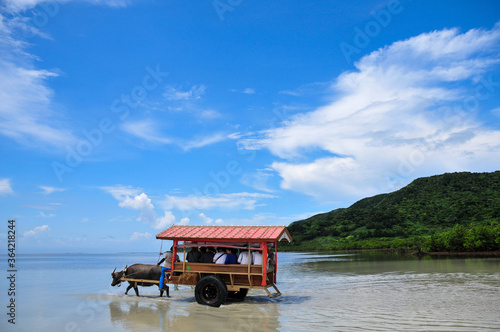 西表島の水牛車　Buffalo cart on Iriomote Island, Okinawa