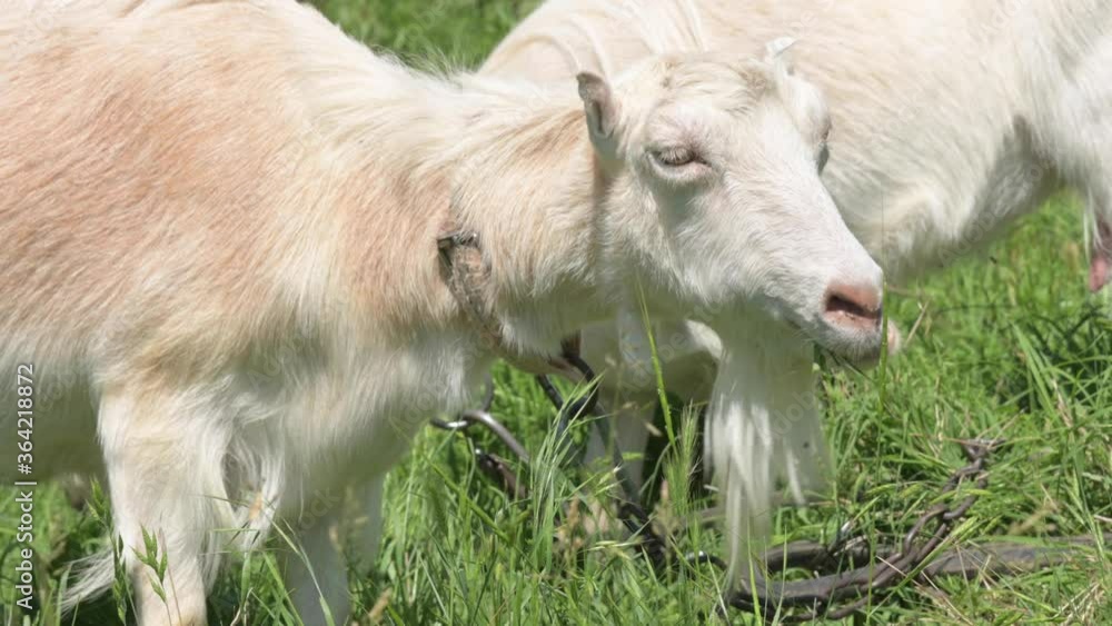 Two white goats on a leash with collars graze next to a rural fence on green grass on a sunny day. concept of farming and livestock farming close-up