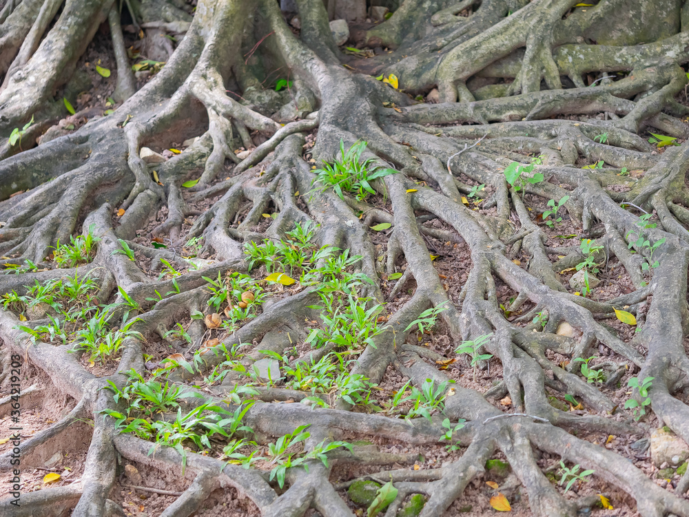 brown trunk of banyan tree forest background brown trunk of banyan tree forest background