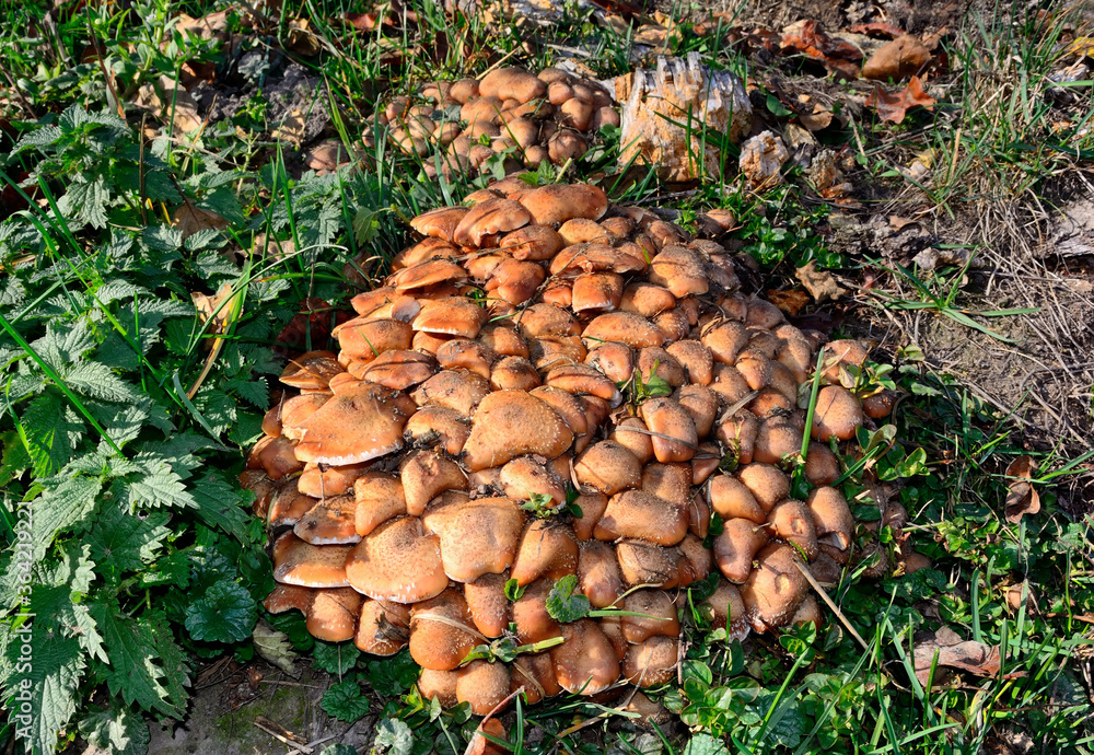 Honey agaric.A lot of honey agarics on a stump Honey agaric.A lot of honey agarics on a stump