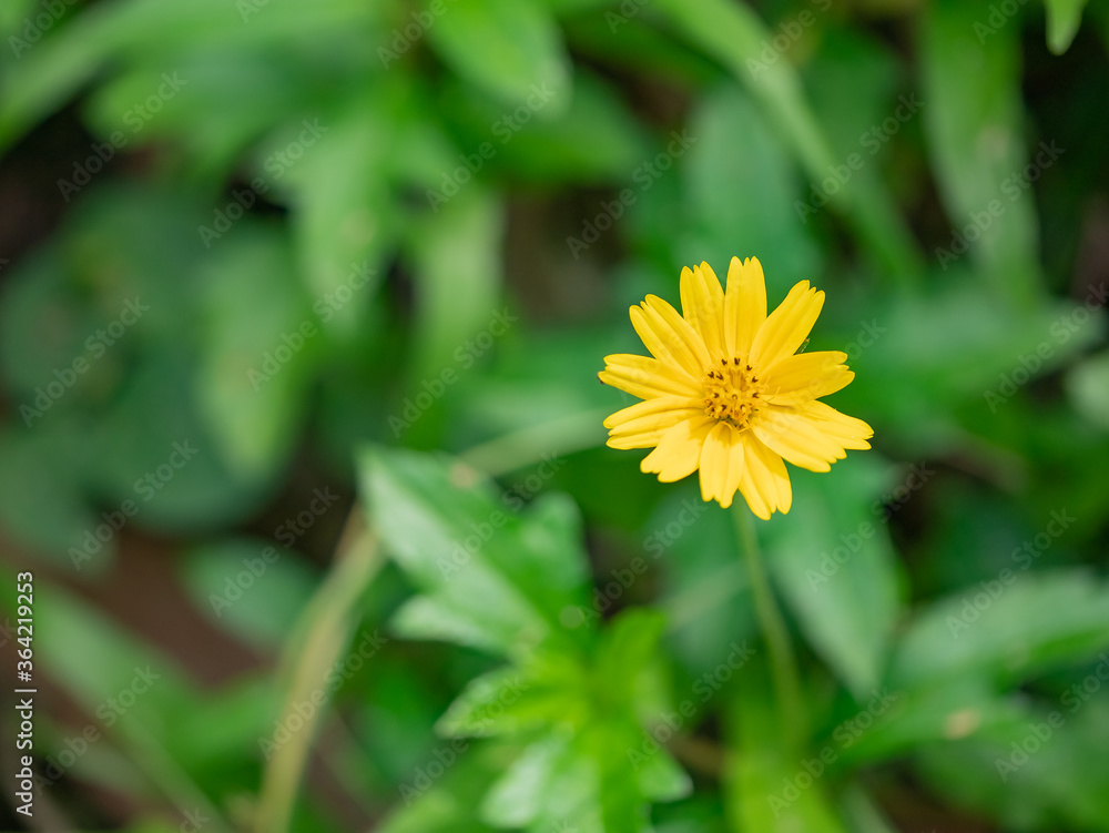 Wedelia trilobata ,Sphagneticola trilobata (Creeping daisy, Trailing daisy, Creeping ox-eye, Climbing wedelia, Rabbits paw or Singapore daisy). Blossom bright yellow flower