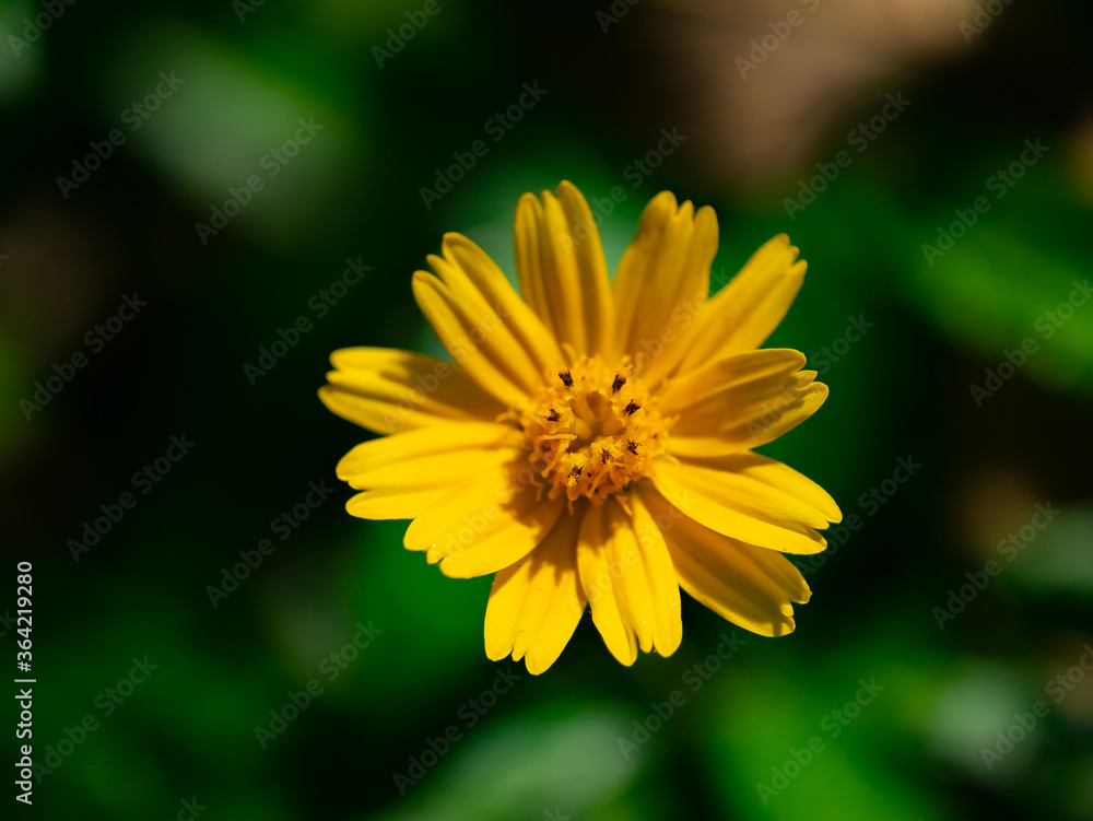 Obraz premium Wedelia trilobata ,Sphagneticola trilobata (Creeping daisy, Trailing daisy, Creeping ox-eye, Climbing wedelia, Rabbits paw or Singapore daisy). Blossom bright yellow flower