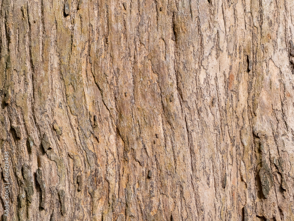 full frame bark of tree for natural background and texture full frame bark of tree for natural background and texture