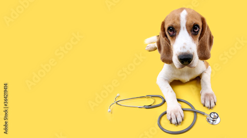 beagle dog with stethoscope as veterinarian on yellow background in studio.