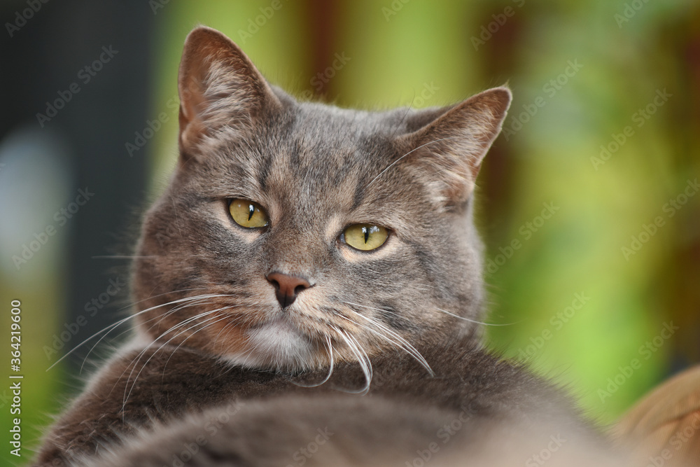 An image of a very annoyed looking old grey male cat.