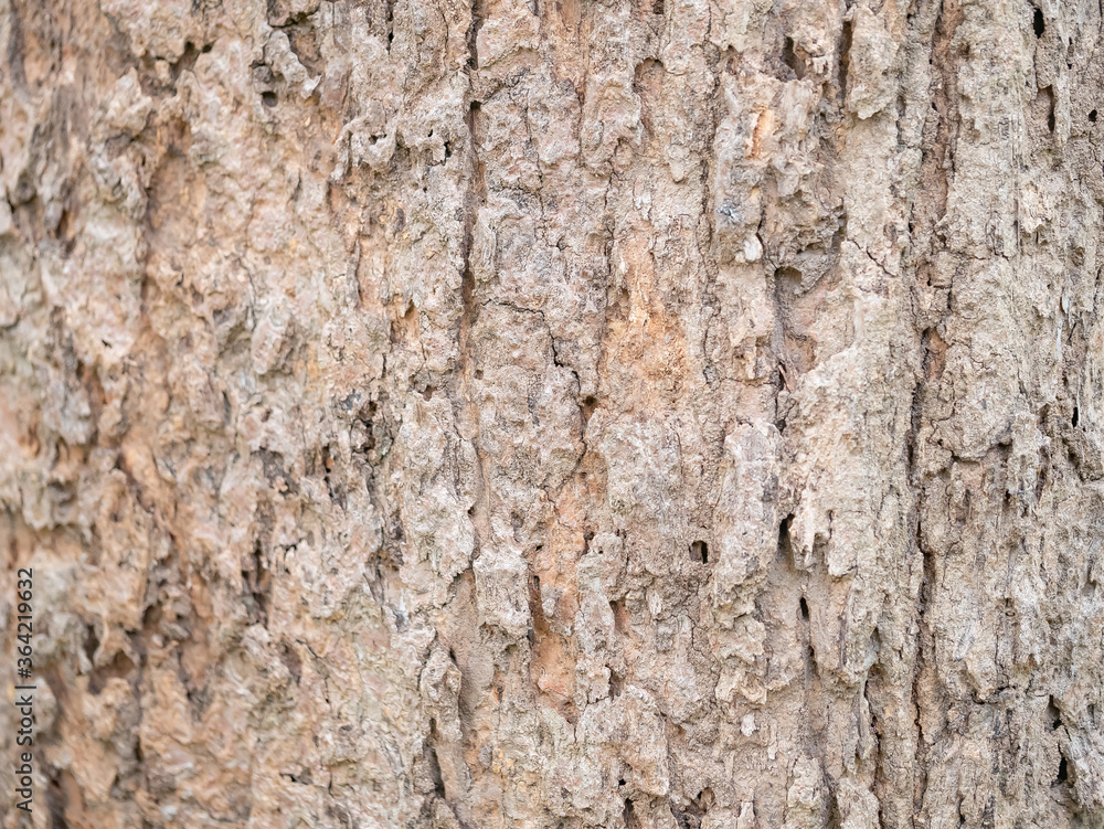 full frame bark of tree for natural background and texture full frame bark of tree for natural background and texture