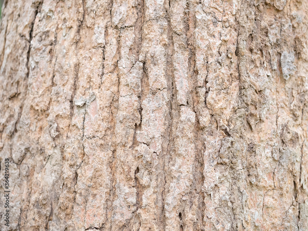 full frame bark of tree for natural background and texture full frame bark of tree for natural background and texture