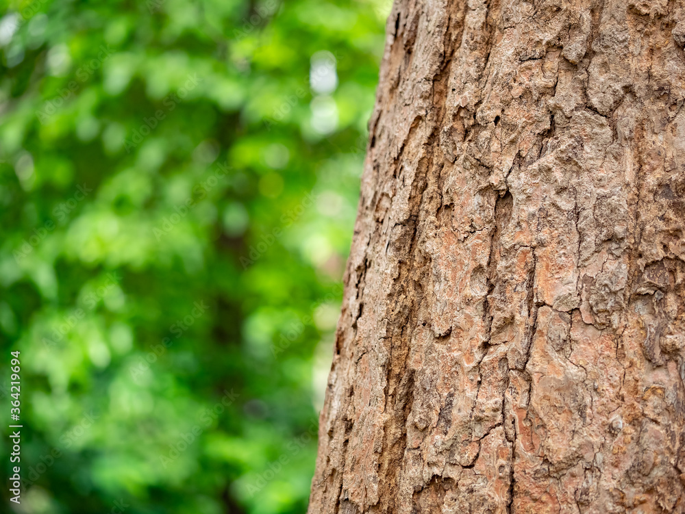 full frame bark of tree with bokeh for natural background and texture full frame bark of tree with bokeh for natural background and texture