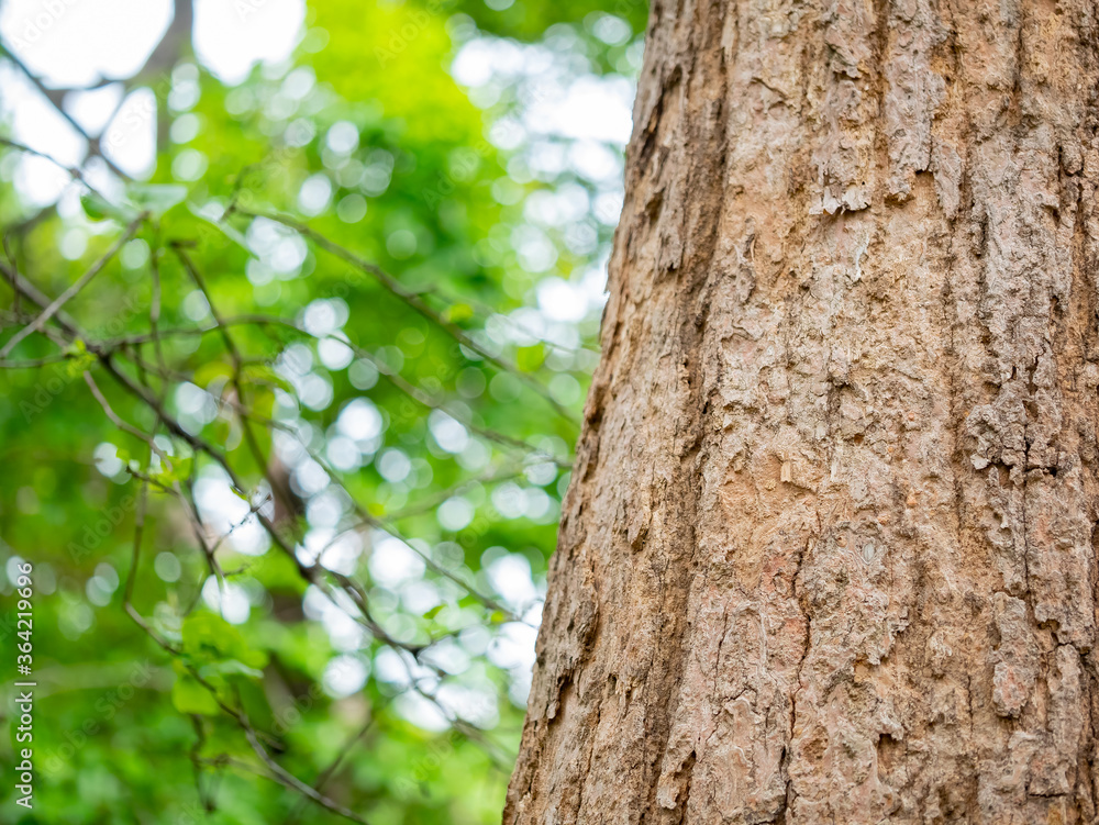 full frame bark of tree with bokeh  for natural background and texture